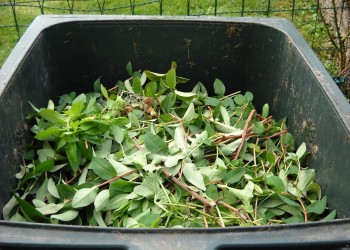 Informacja - dodatkowy odbiorów odpadów biodegradowalnych stanowiących części roślin