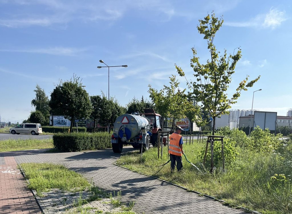 Ochrona młodych drzew w mieście 