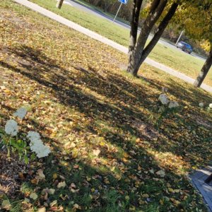 Park kieszonkowy na osiedlu Centrum zyskał nowe oblicze